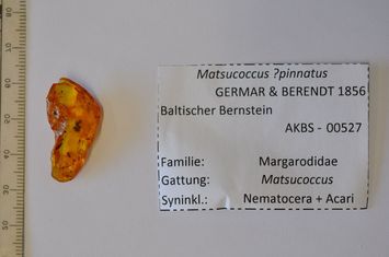 Vorschaubild Bernstein m. 3 Schildläusen, Mücke, Milbe